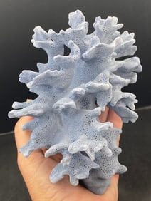 Sealife, Coral, Rock, Natural, Decor, Collectible