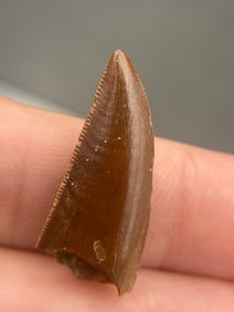 Fossil, Natural, Collectible, Specimen, Tooth