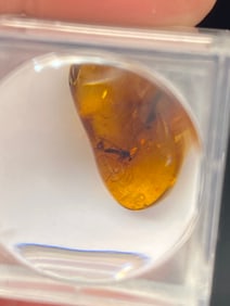 Amber, Fossil, Natural, Collectible