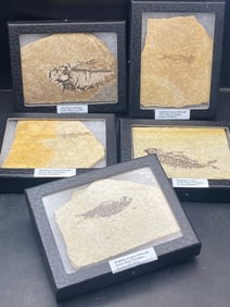 Fossil, Fish, Natural, Collectible, Decor