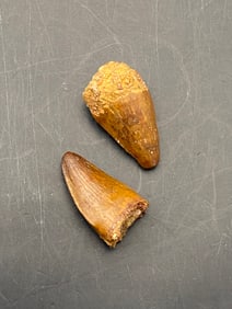 Fossil, Tooth, Collectible, Specimen