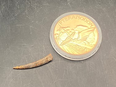 Fossil, Tooth, Collectible, Specimen