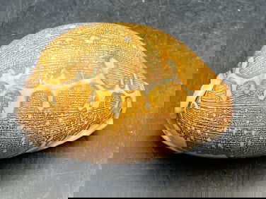 Seashell, Collectible, Shell, Decor