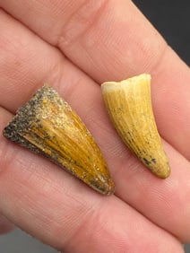 Fossil, Tooth, Collectible, Specimen