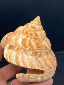 Seashell, Collectible, Shell, Decor