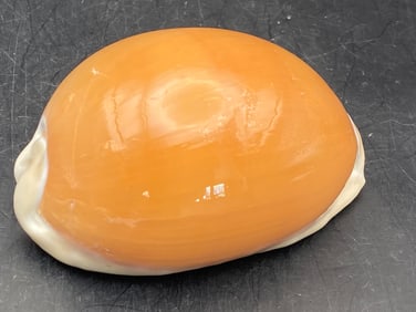 Seashell, Collectible, Shell, Decor