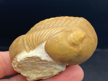 Fossil, Rock, Collectible, Specimen, Trilobite