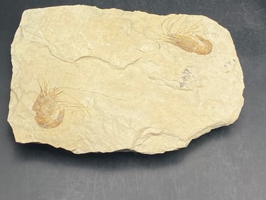 Fossil, Rock, Collectible, Specimen, Shrimp