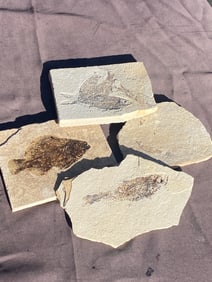 Fish, Fossil, Natural, Specimen, Collectible