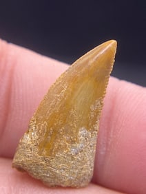 Fossil, Rock, Natural, Collectible, Tooth