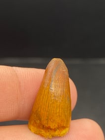 Fossil, Rock, Natural, Collectible, Tooth