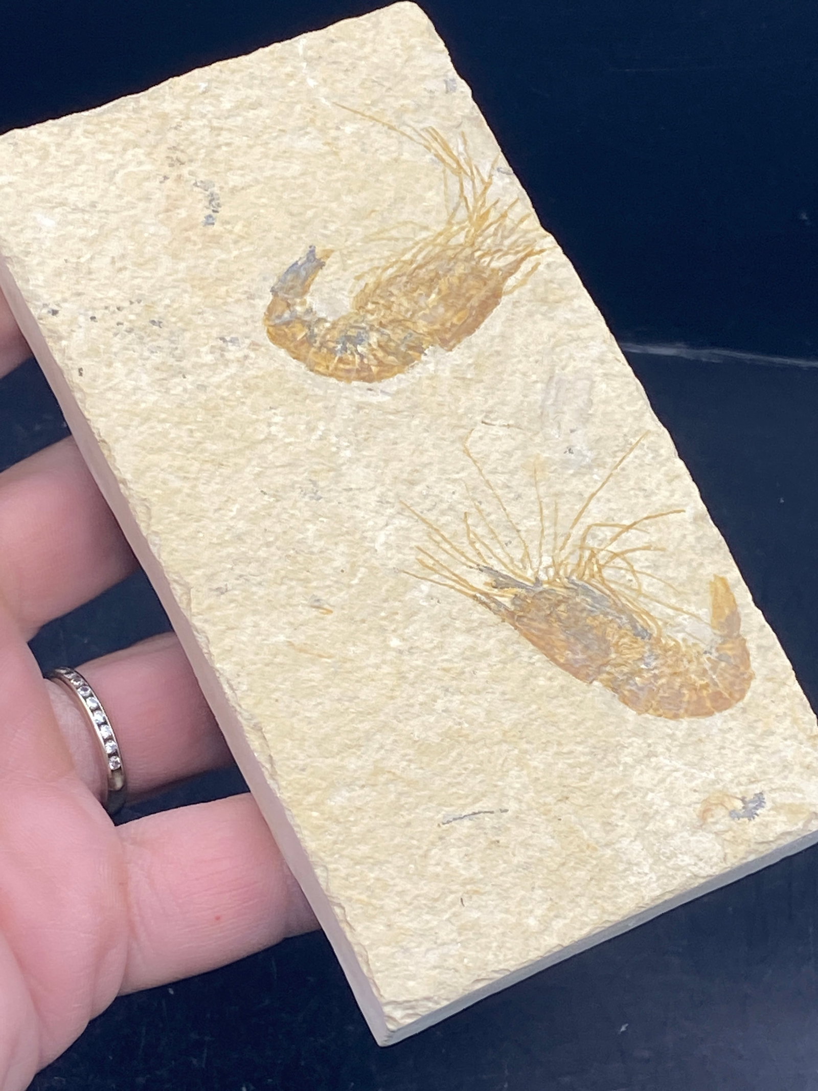 Fossil Rock, Natural, Collectible, Specimen: 2 Fossil Shrimp Carpoponeous Lebanon