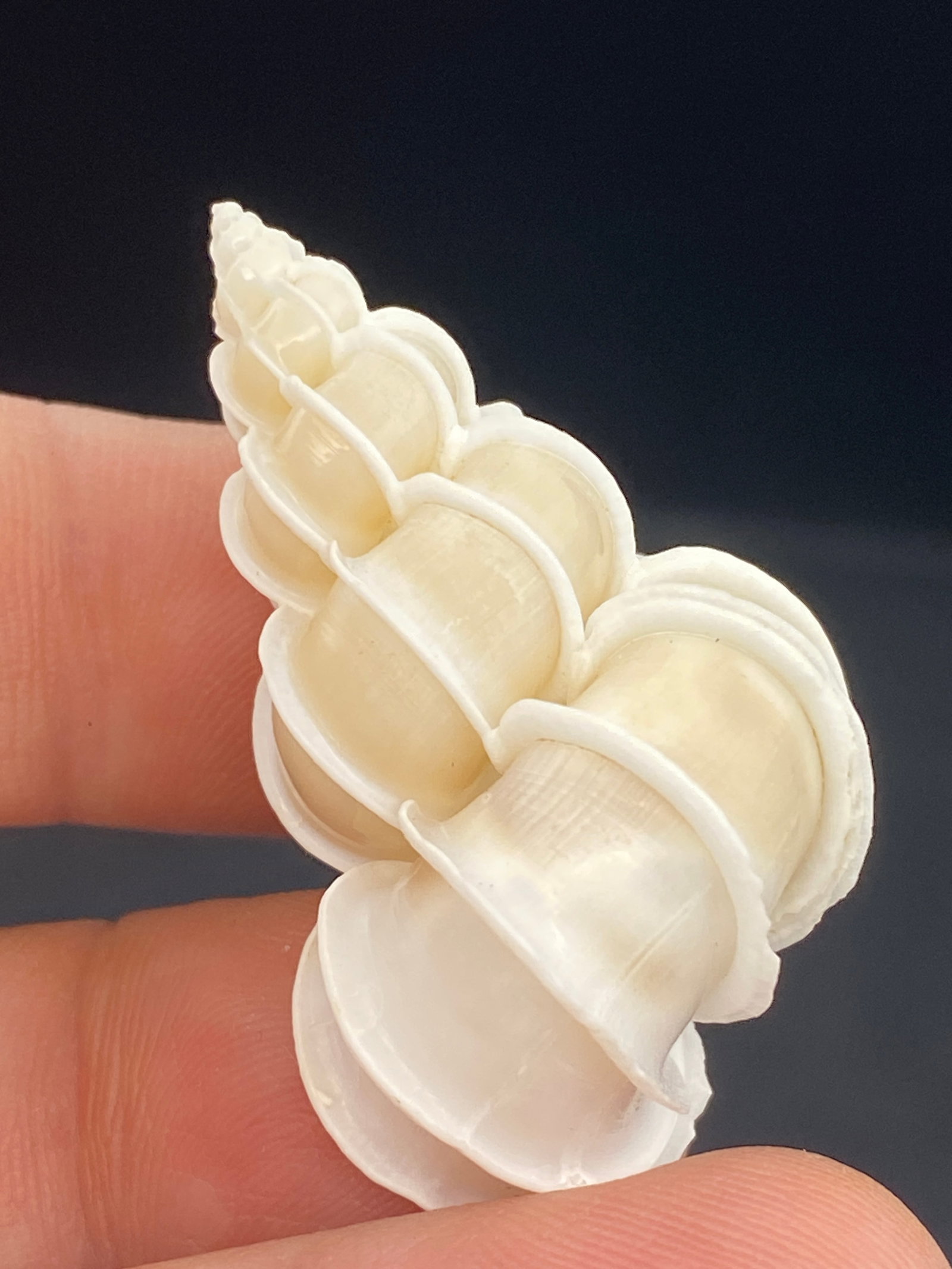Seashell, Natural, Collectible, Specimen: Seashell: Wendel Trap