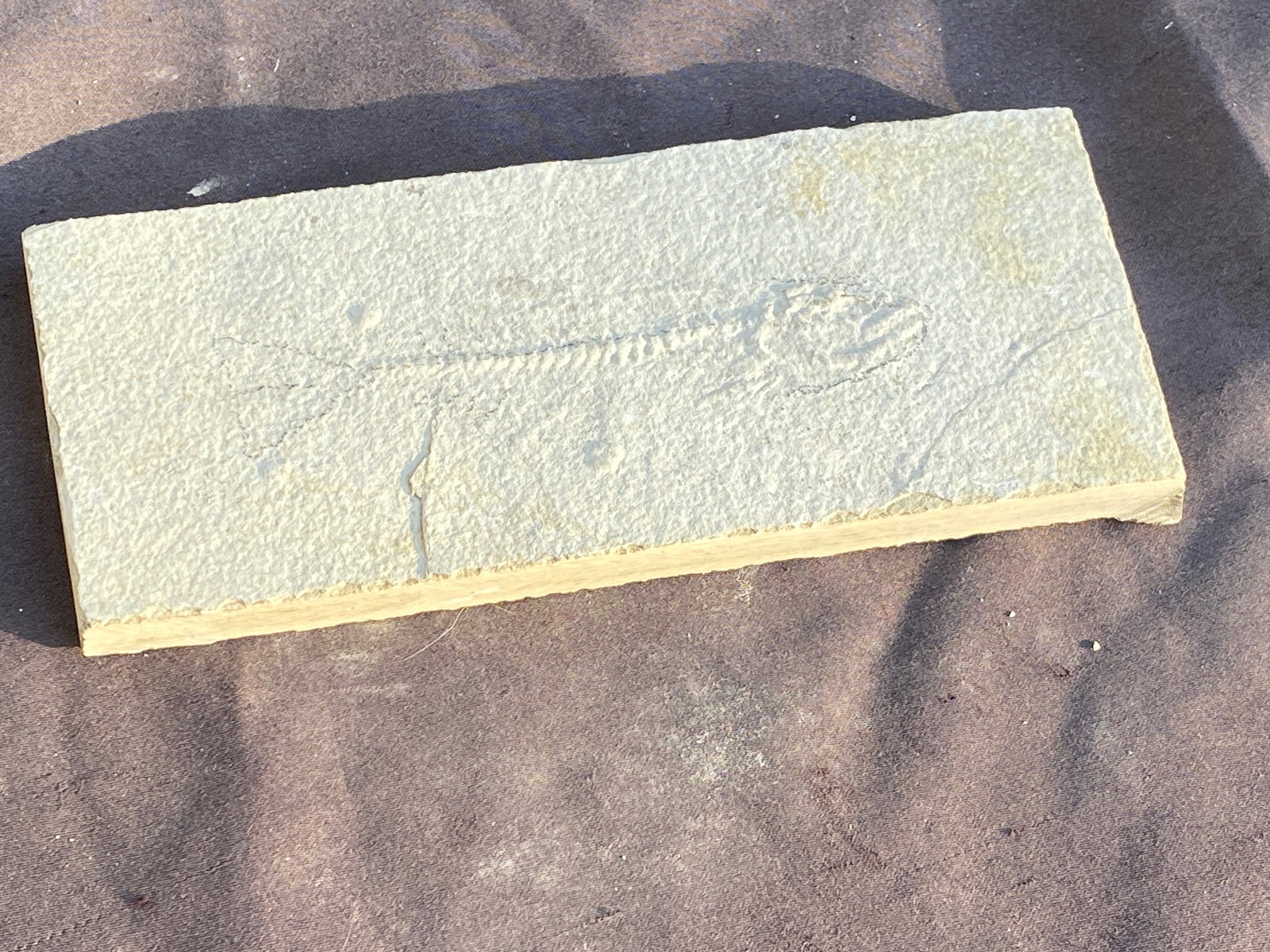 Fish, Fossil, Rock, Natural, Decor, Collectible, Specimen, Green River Formation,: Fossil Fish: Mioplosys Unprepped Green River Formation