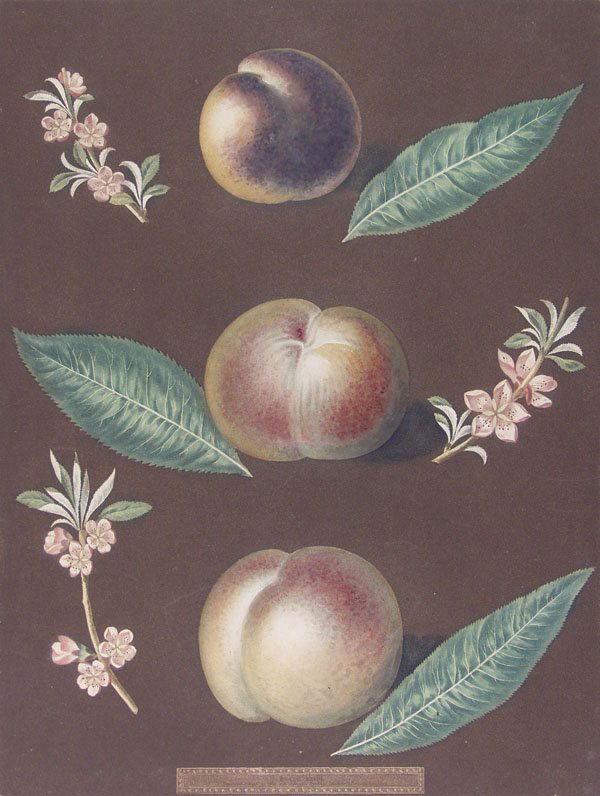 GEORGE BROOKSHAW (English) Aquatint Engraving: George Brookshaw (English, 1751 - 1823) Pomona Britannica, Plate 33 (Black Peach of Montreal, Cambra Peach, Monshien's Pacey of Pomperi). Aquatint with stipple engraving, printed in color and finished