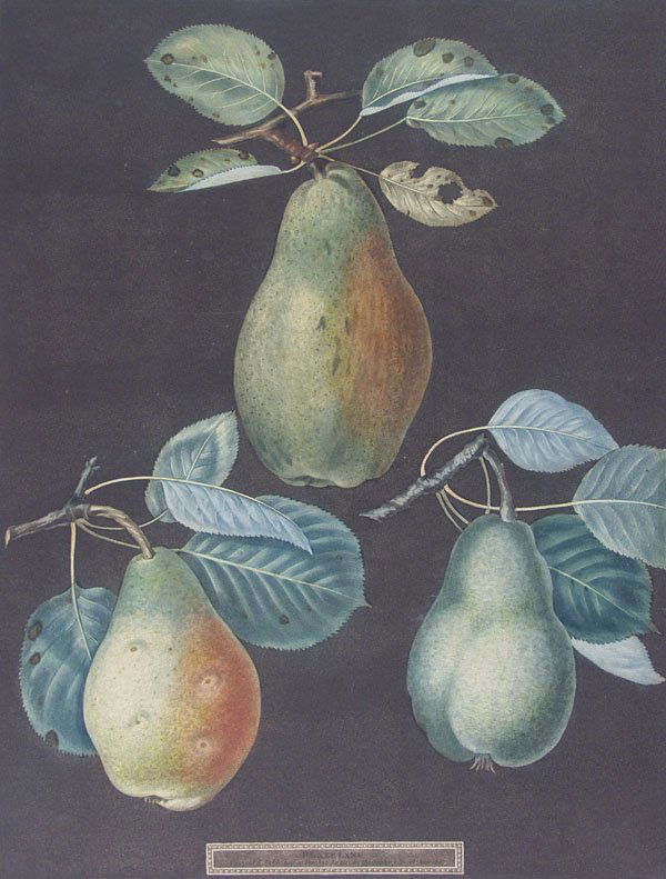 GEORGE BROOKSHAW (English) Aquatint Engraving: George Brookshaw (English, 1751 - 1823) Pomona Britannica, Plate 80 (Chaumontelle Pear, Windsor Pear, Summer Bon Chretien). Aquatint with stipple engraving, printed in color and finished by hand. 1807