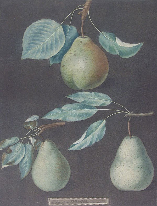 GEORGE BROOKSHAW (English) Aquatint Engraving: George Brookshaw (English, 1751 - 1823) Pomona Britannica, Plate 86 (Cadillac, Paddington Pear, St. Martial Pear). Aquatint with stipple engraving, printed in color and finished by hand. 1807. Signed,