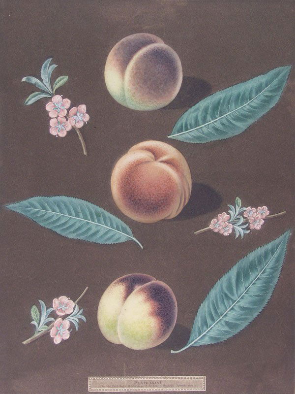 GEORGE BROOKSHAW (English) Aquatint with stipple: George Brookshaw (English, 1751 - 1823) Pomona Britannica, Plate 36 (Chancellor Peach, Catherine Peach, Old Newington Peach). Aquatint with stipple engraving, printed in color and finished by hand. 18