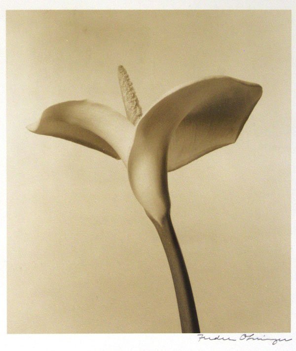 FREDERIC OHRINGER (American) Sepia toned gelatin: Frederic Ohringer (American, b.1940) Lily. Sepia toned gelatin silver print. c1990. Printed c1990. Signed on the mount. 5 x 4 1/4 in. (127 x 108 mm).