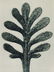 512: KARL BLOSSFELDT (German) Vintage photogravure