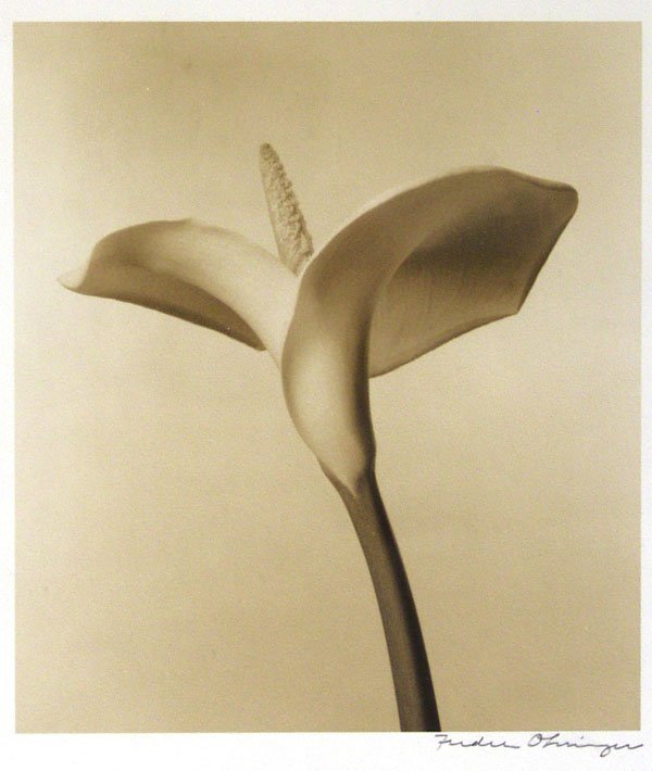 FREDERIC OHRINGER (American) Sepia toned gelatin: Frederic Ohringer (American, b.1940) Lily. Sepia toned gelatin silver print. c1990. Printed c1990. Signed on the mount. 5 x 4 1/4 in. (127 x 108 mm).