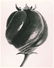 1175: KARL BLOSSFELDT (German) Vintage photogravure