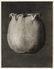 1215: KARL BLOSSFELDT (German) Vintage photogravure