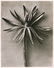 1217: KARL BLOSSFELDT (German) Vintage photogravure