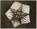 1249: KARL BLOSSFELDT (German) Vintage photogravure