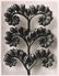 1253: KARL BLOSSFELDT (German) Vintage photogravure