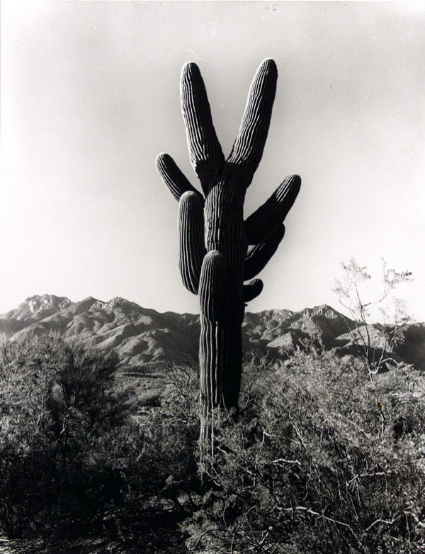 HARRY VROMAN (American) Vintage gelatin silver pr