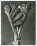 1156: KARL BLOSSFELDT (German) Vintage photogravure