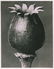 1201: KARL BLOSSFELDT (German) Vintage photogravure