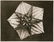 1203: KARL BLOSSFELDT (German) Vintage photogravure