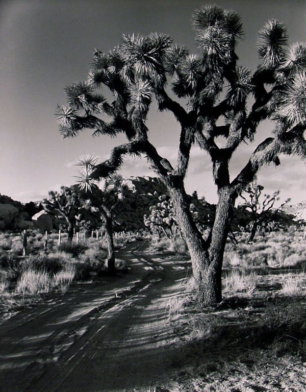 HARRY VROMAN (American) Vintage gelatin silver pr