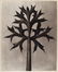 1155: KARL BLOSSFELDT (German) Vintage photogravure