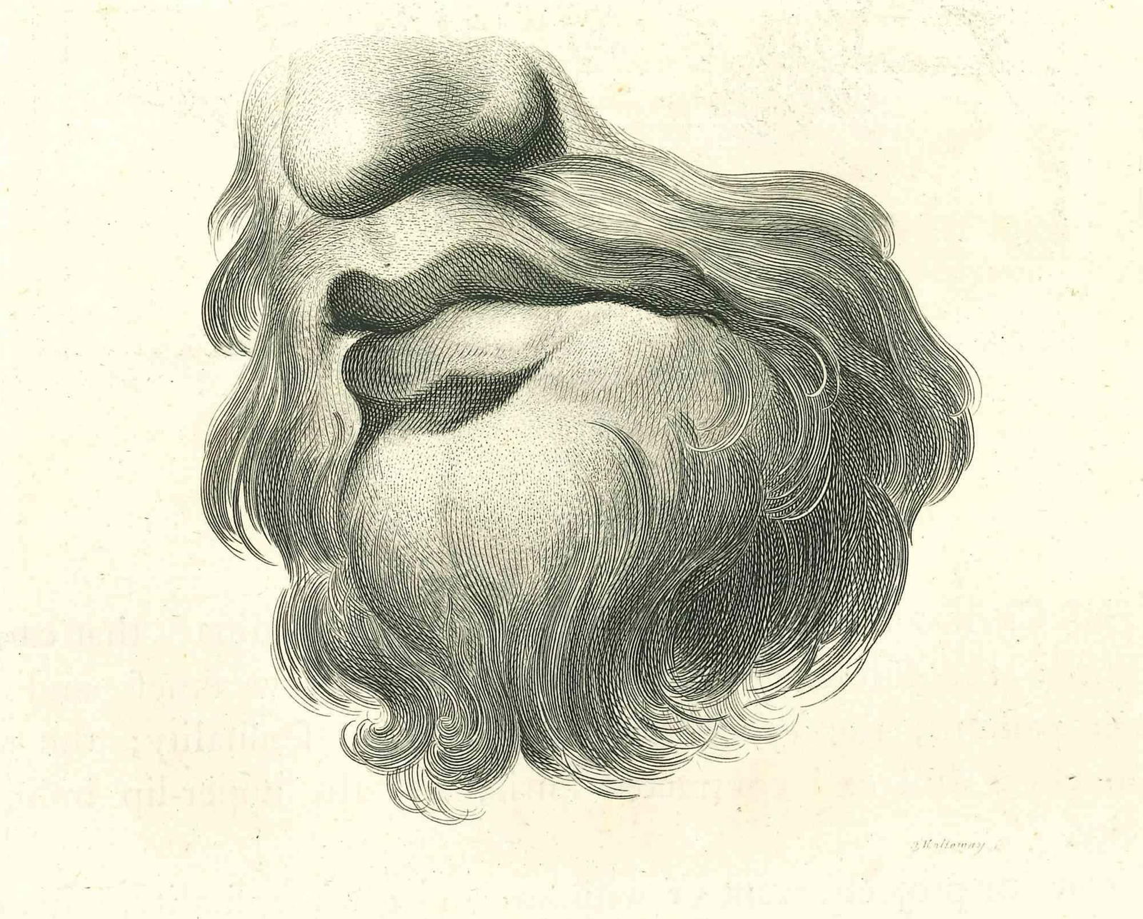 Thomas Holloway, Lips Portrait, Original Etching, 1810: Lips Portrait is an original artwork realized by Thomas Holloway for Johann Caspar Lavater's "Essays on Physiognomy, Designed to promote the Knowledge and the Love of Mankind", London, Bensley, 1810.
