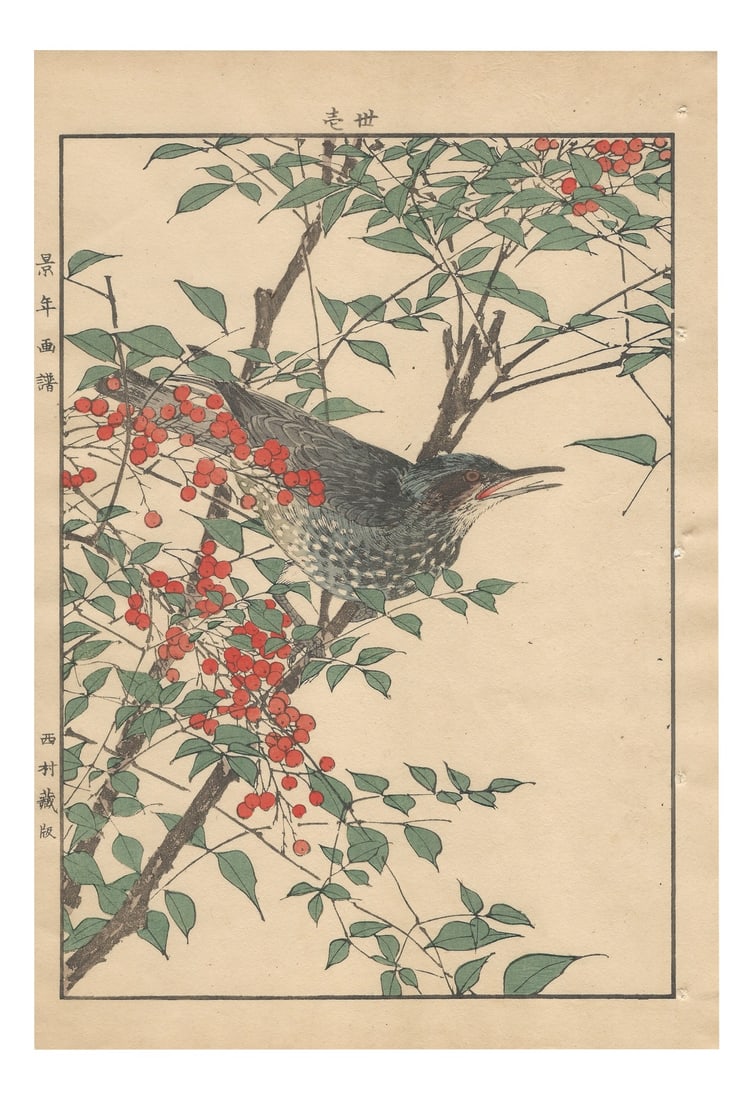 Imao Keinen, Brown-Eared Bulbul from Keinen Kacho Gafu, 1892, Woodblock Print (1 of 12)