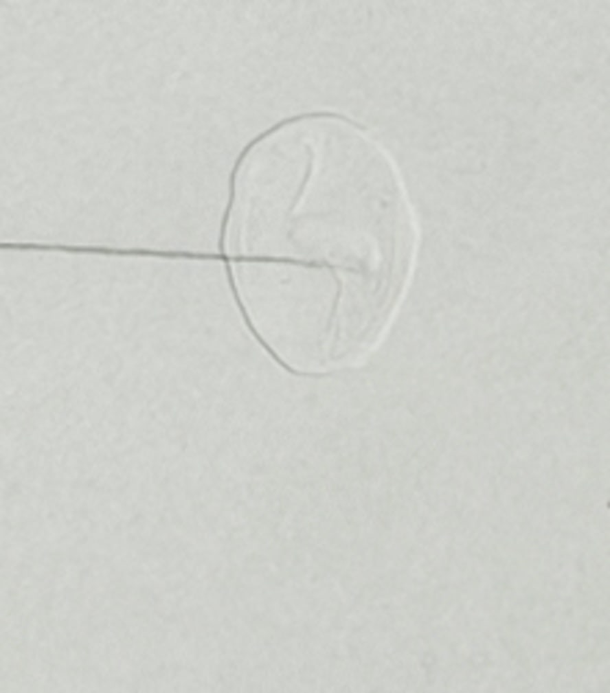 Alberto Giacometti, Chandelier, 1963, Lithograph - 12