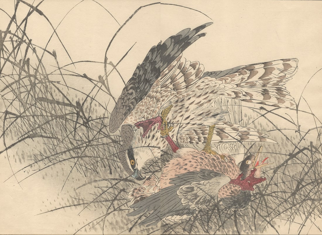 Imao Keinen, Eurasian Goshawk, 1892, Print - 4