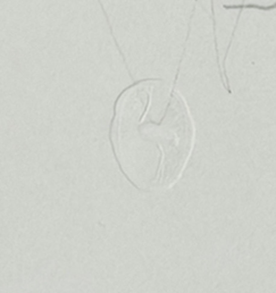 A. Giacometti, Portrait of the Mother, 1963, Paper - 14