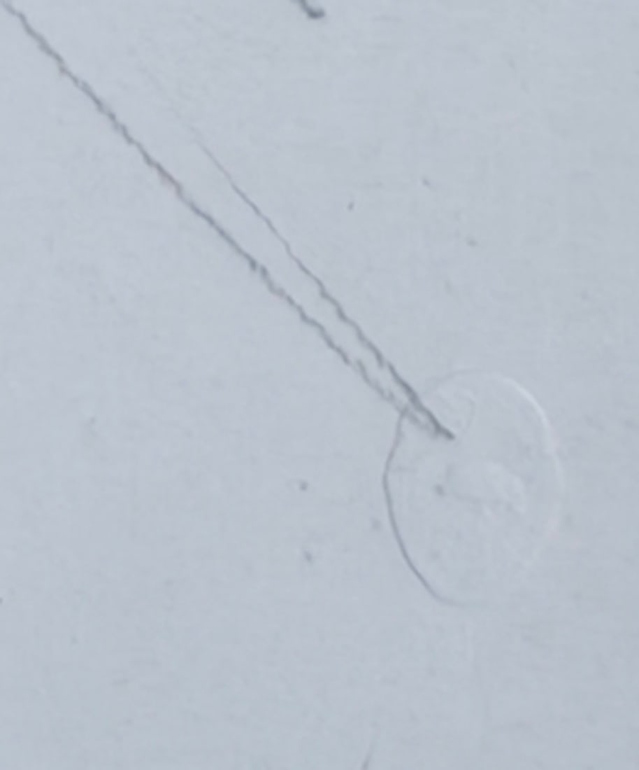 Alberto Giacometti, Female Nude, 1963, Lithograph - 6