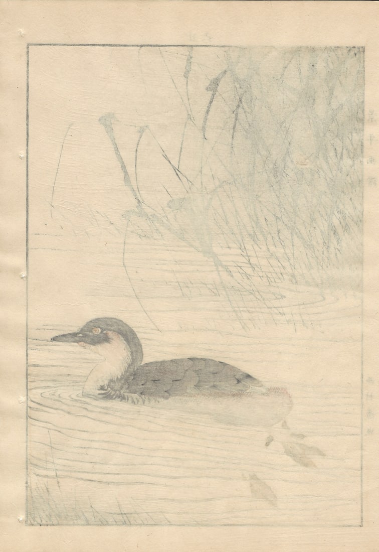 Imao Keinen, Little Grebe, 1892, Print - 10