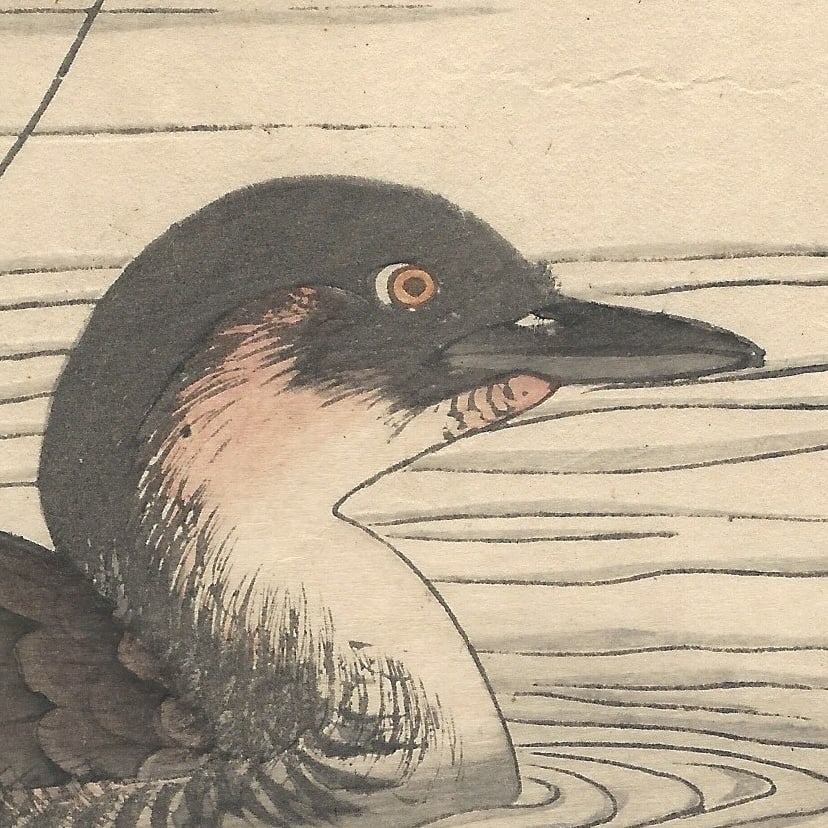 Imao Keinen, Little Grebe, 1892, Print - 4