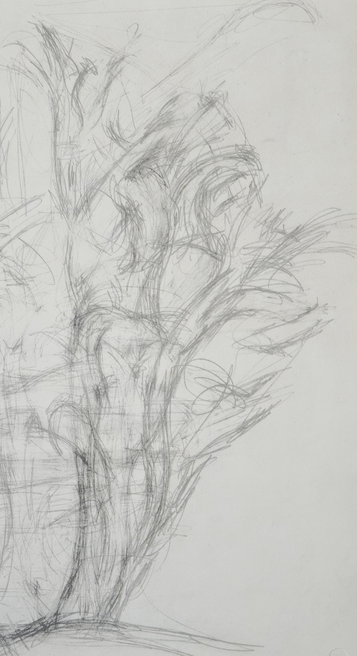 Alberto Giacometti, Alberi, 1963, Lithograph - 4