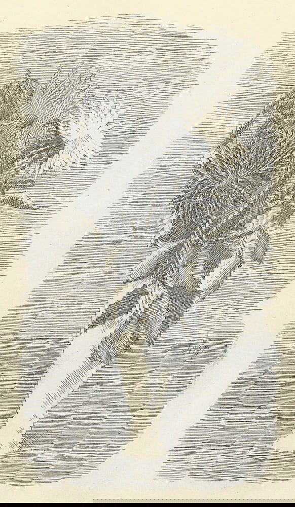 Giorgio Morandi, Flowers in a White Vase, 1957 - 3