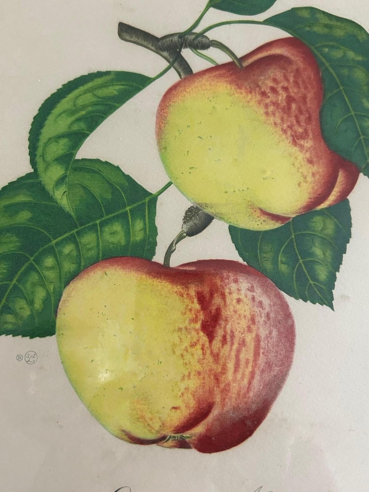 Zoltan Lucas, Fruits, 1910s, Lithographs, Set of 2 - 4