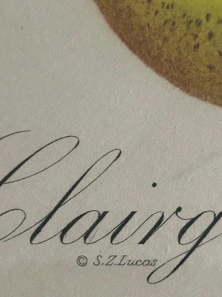 Zoltan Lucas, Fruits, 1910s, Lithographs, Set of 2 - 6