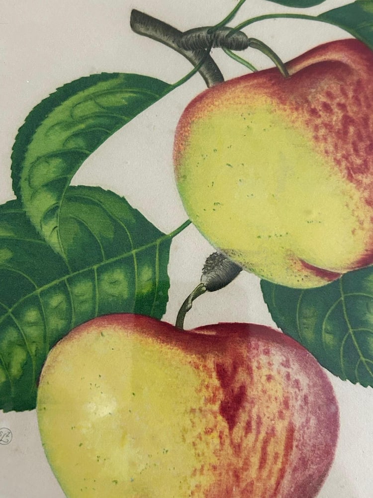 Zoltan Lucas, Fruits, 1910s, Lithographs, Set of 2 - 9