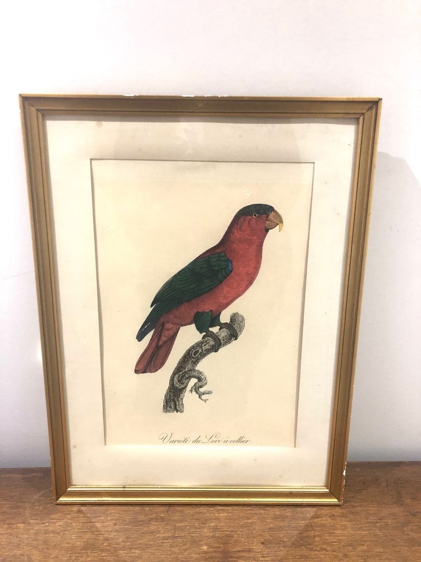 Lori à Collier Engraving by Auguste Pinxt, 1950s - 2